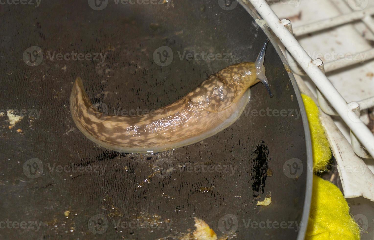 limace mangeant de la nourriture dans une casserole à l'intérieur d'une maison photo