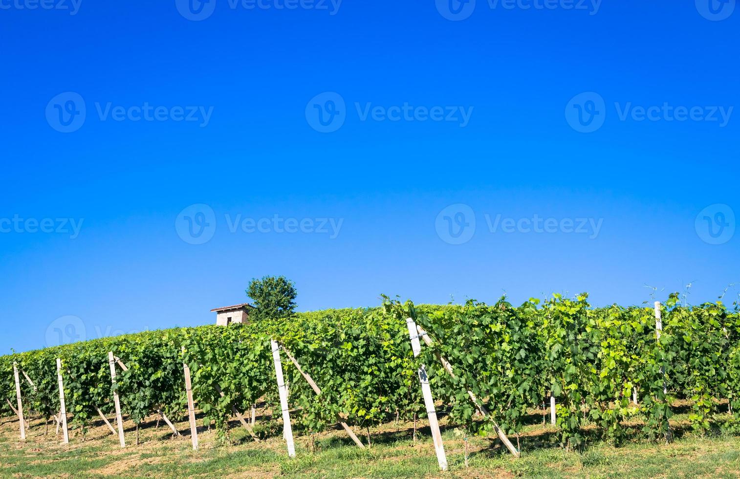 collines du piémont en italie avec campagne pittoresque, vignoble et ciel bleu photo