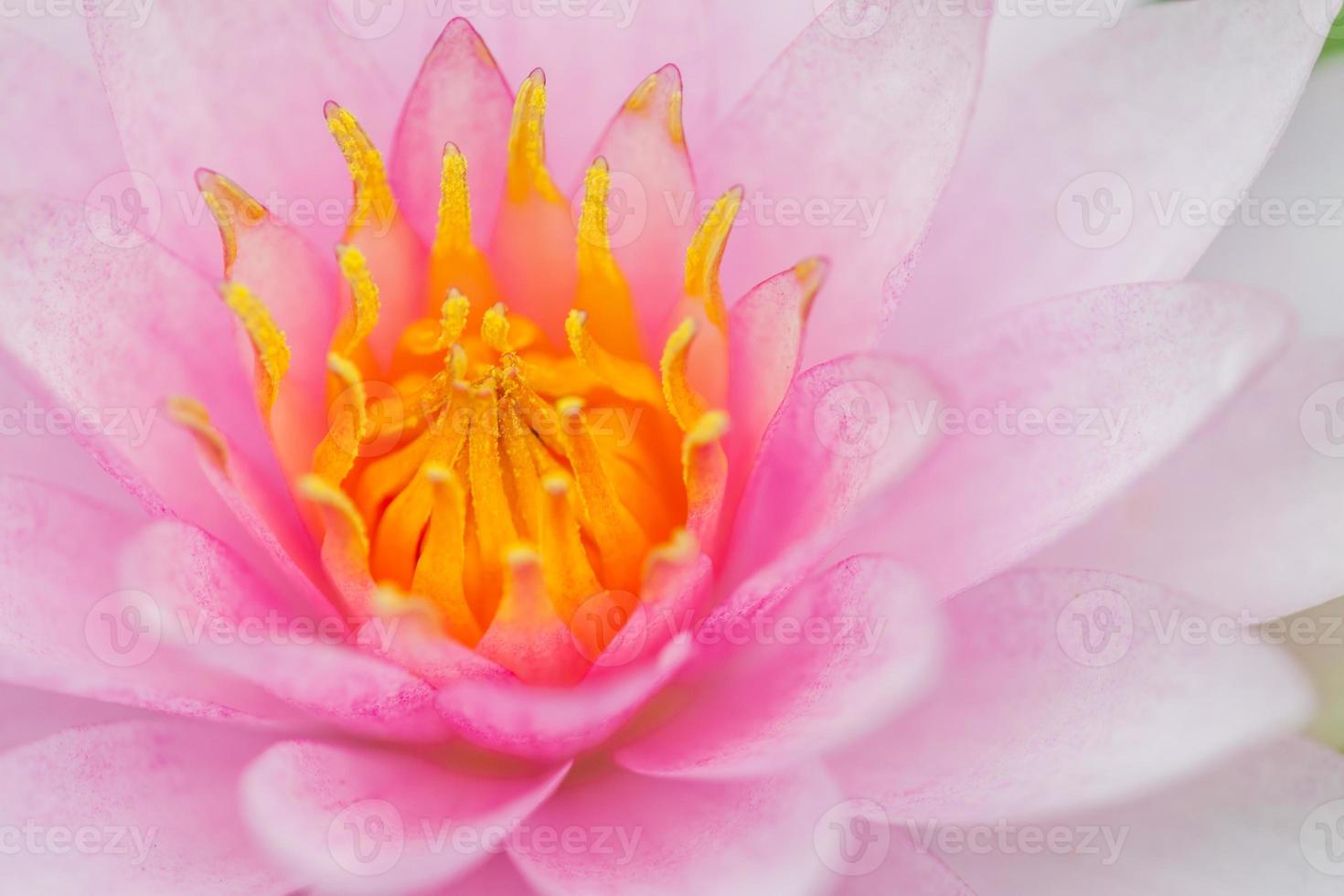 fleur de lotus rose photo