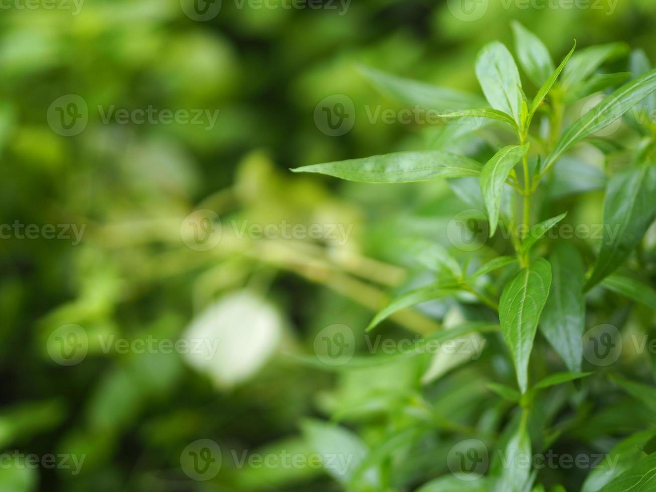 roi des amers nom scientifique andrographis paniculata bu fah talai jhon, les herbes thaïlandaises soulagent les maux de gorge, réduisent la fièvre, réchauffent les feuilles vertes froides la nature végétale protège le coronavirus, covid-19 photo