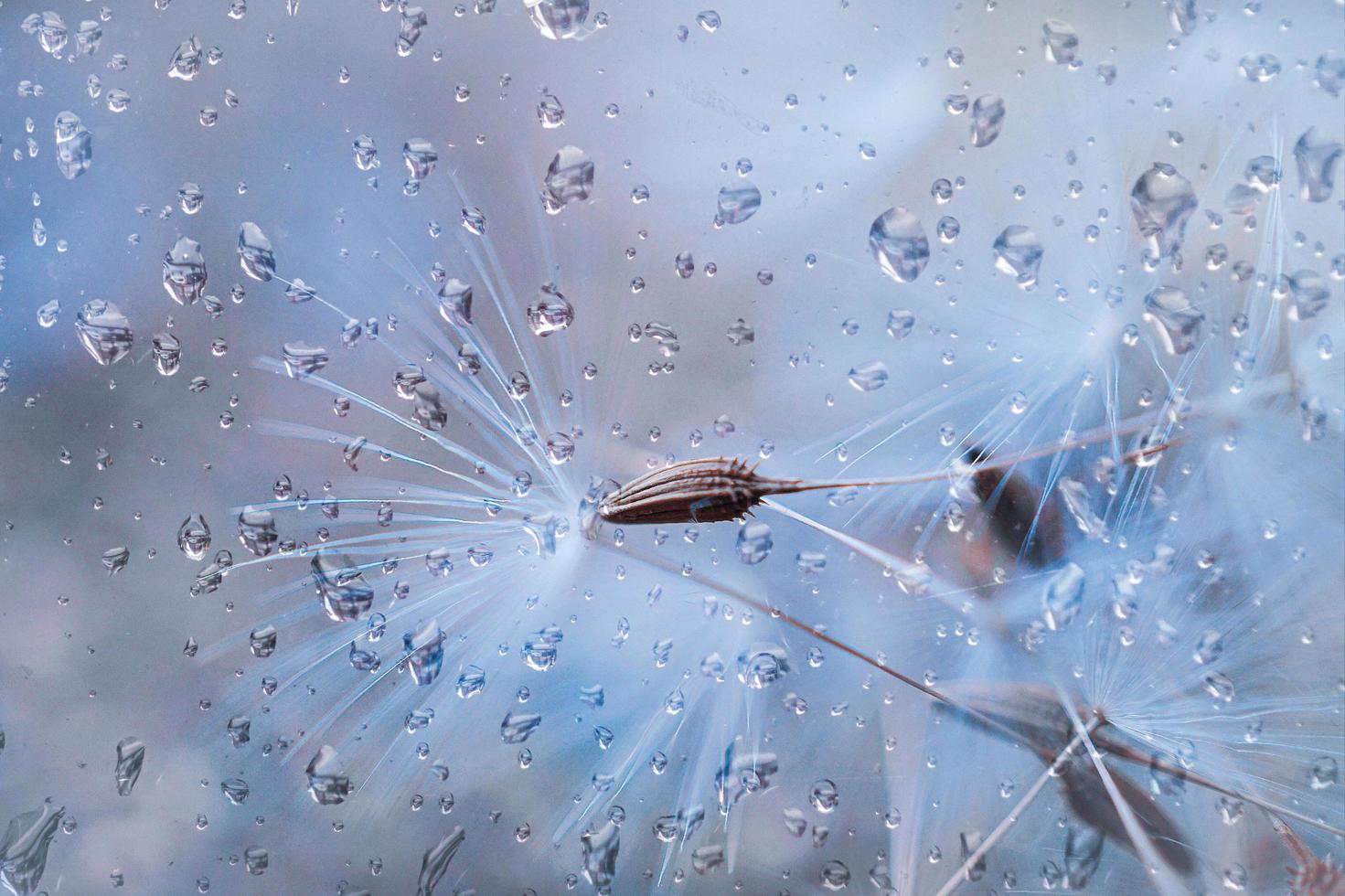 gouttes de pluie et graines de pissenlit blanc les jours de pluie au printemps photo