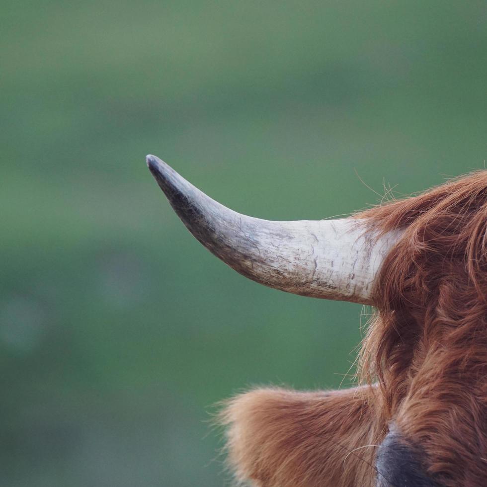 corne de vache, animal dans le pré photo