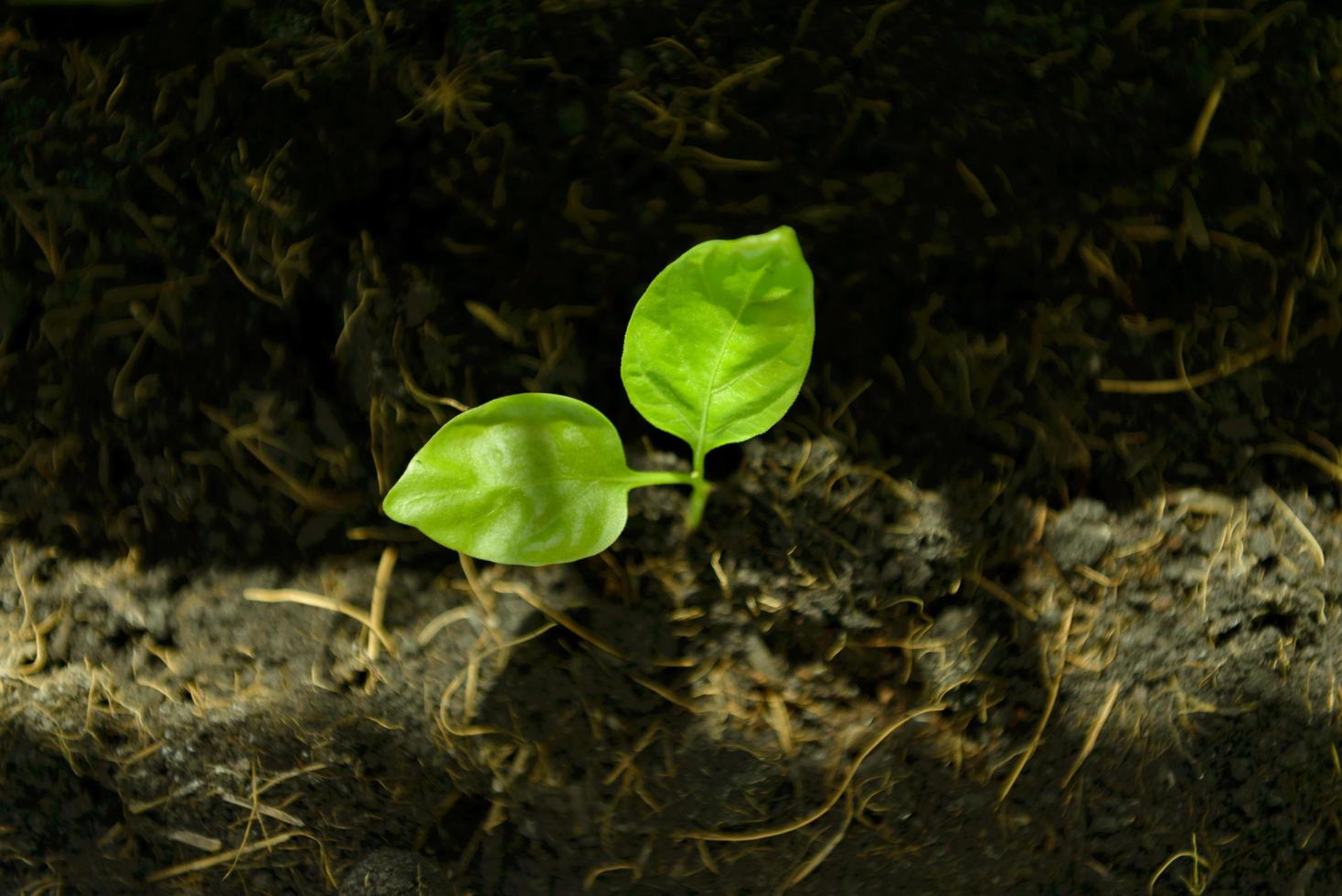 vue de dessus d'une plante verte de semis poussant dans le sol avec une tache de lumière du soleil. photo