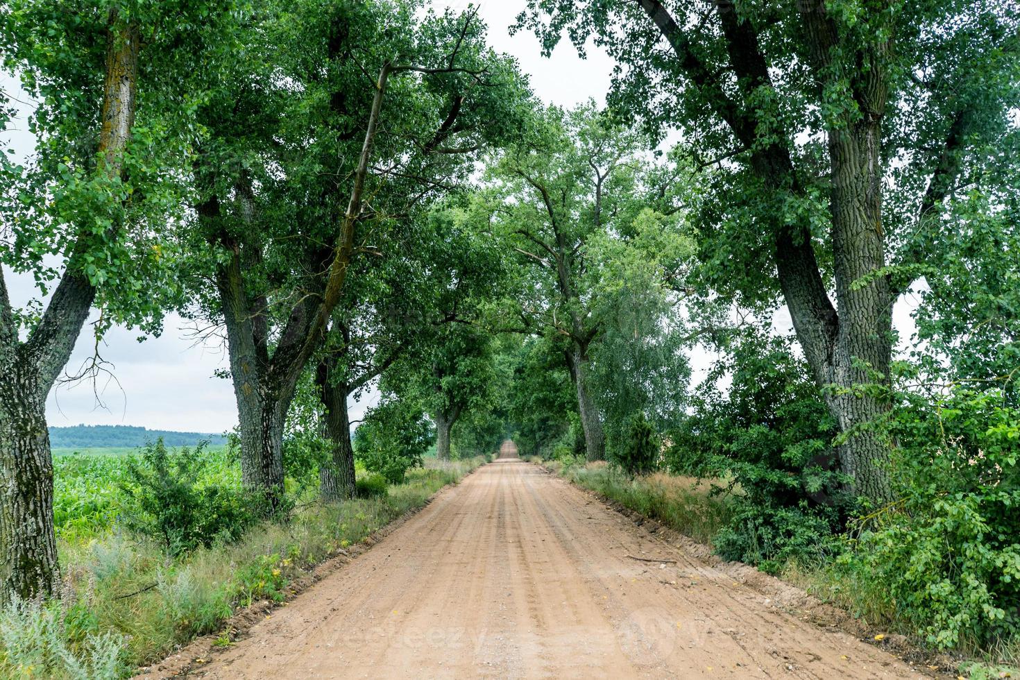 paysage d'une route sablonneuse à travers une allée d'arbres photo