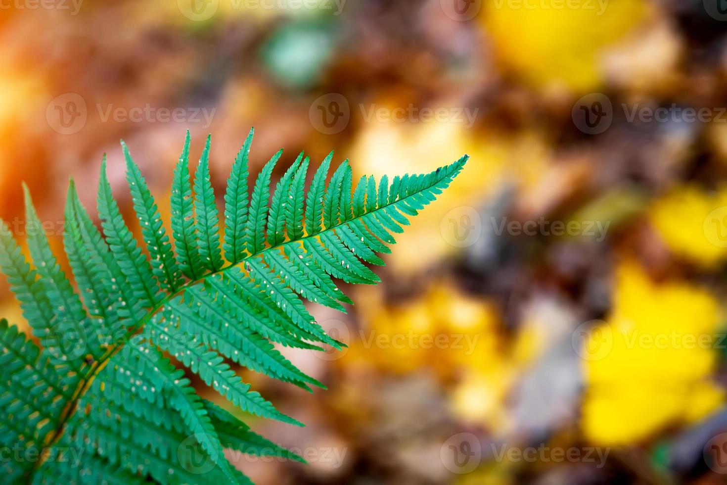 feuille de fougère verte sur fond de feuilles jaunes photo