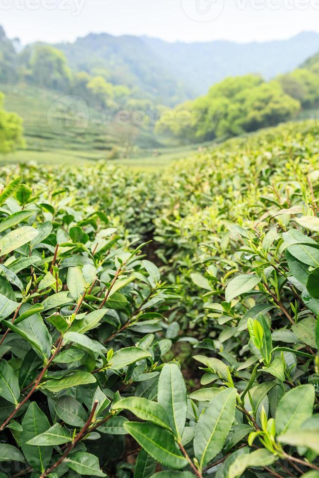 plantations de thé vert dans les montagnes photo