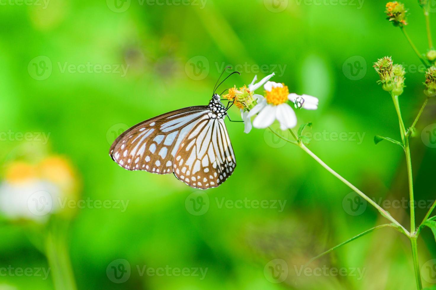 de beaux papillons dans la nature recherchent le nectar des fleurs de la région thaïlandaise de thaïlande. photo
