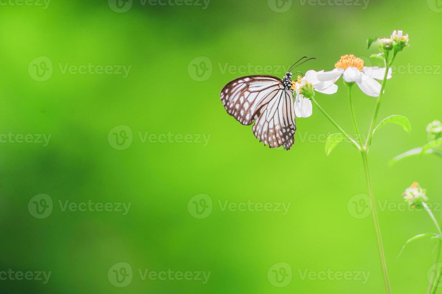 de beaux papillons dans la nature recherchent le nectar des fleurs de la région thaïlandaise de thaïlande. photo