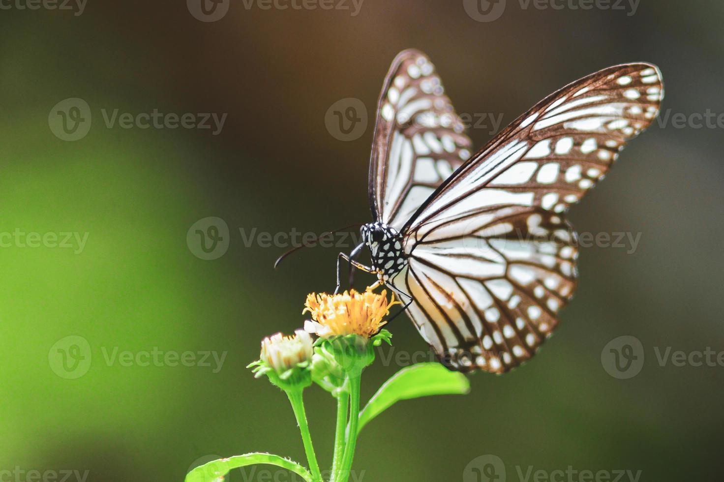 de beaux papillons dans la nature recherchent le nectar des fleurs de la région thaïlandaise de thaïlande. photo