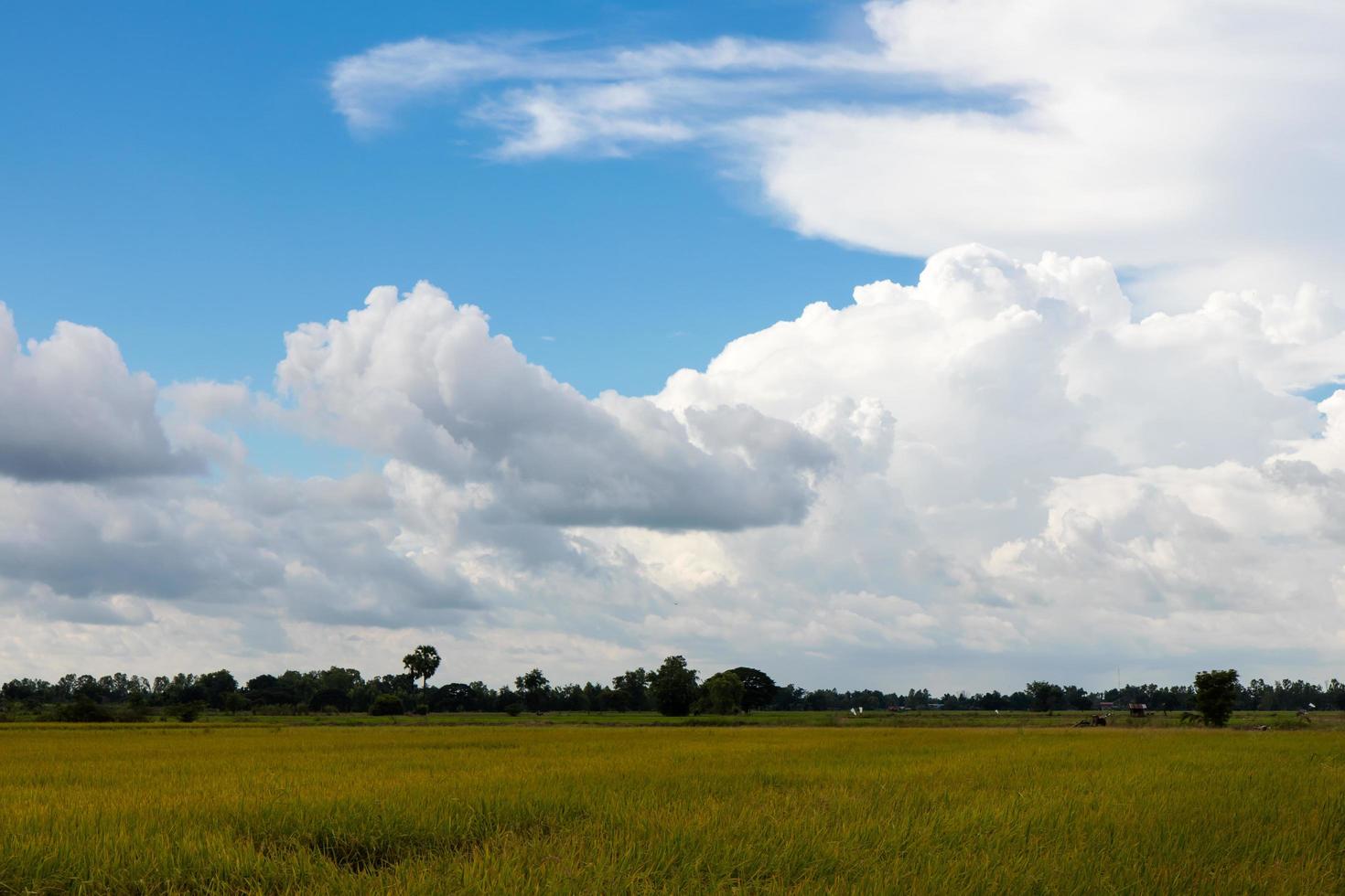 champ de riz jaune avec un ciel nuageux. photo