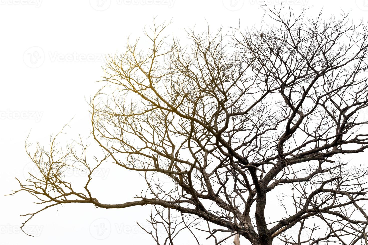 arbre mort avec lumière orange. photo