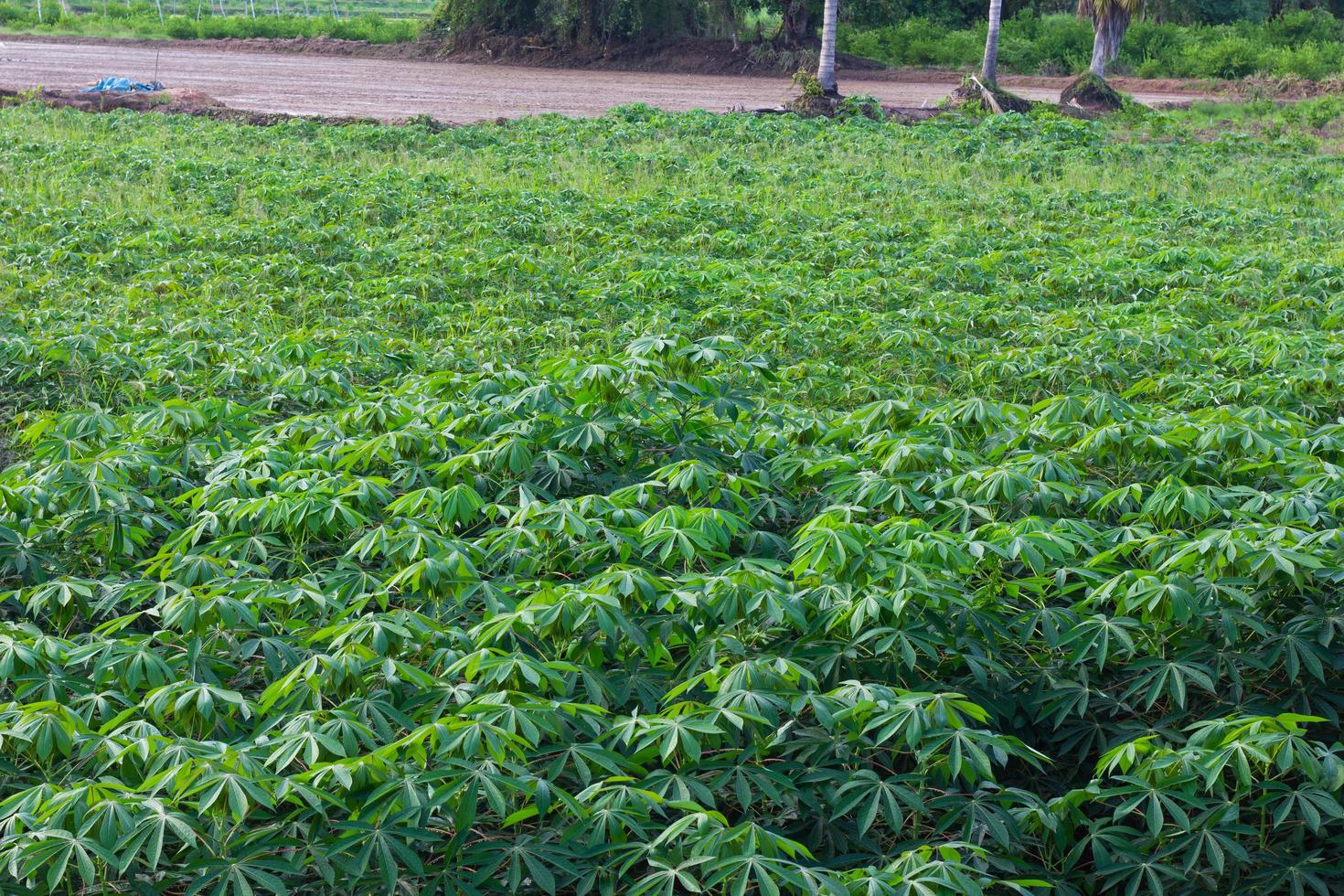 fond vert feuille de manioc. photo