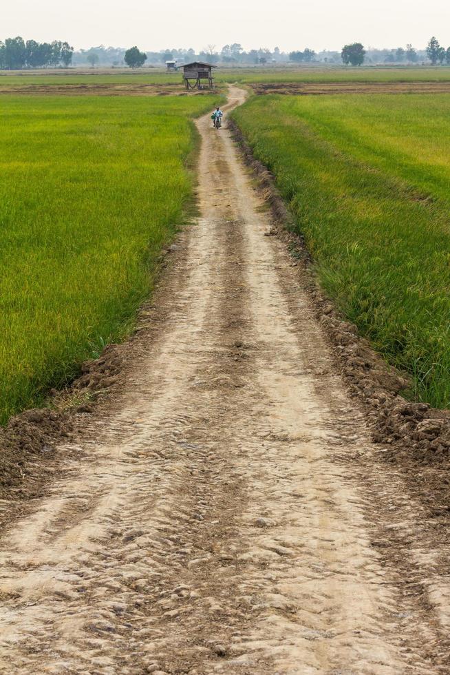 chemin de terre à travers les rizières. photo