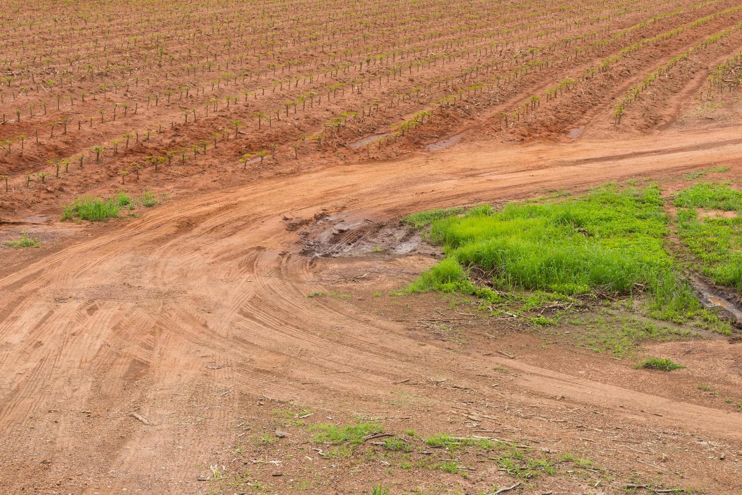 trace le chemin de terre dans la ferme de tapioca. photo