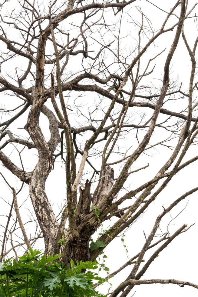 de nombreuses branches d'arbres secs. photo