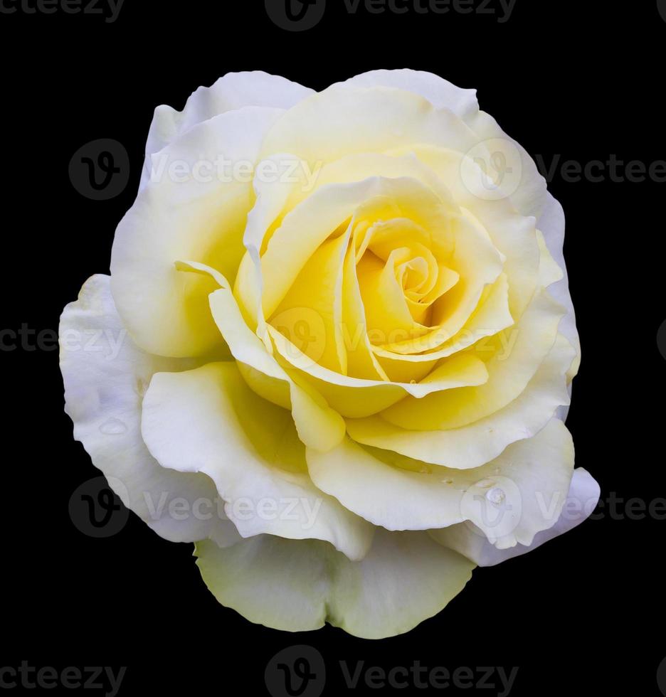 isoler le blanc avec une rose jaune. photo