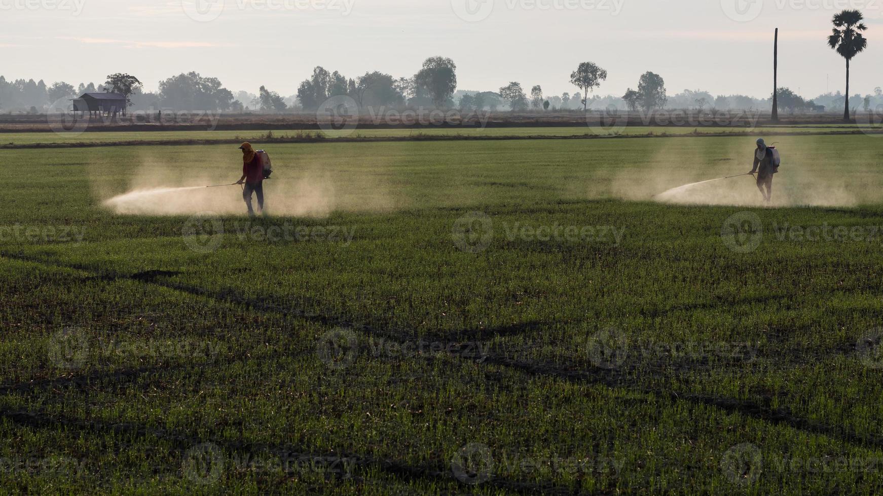 pulvérisation d'herbicides dans la campagne. photo
