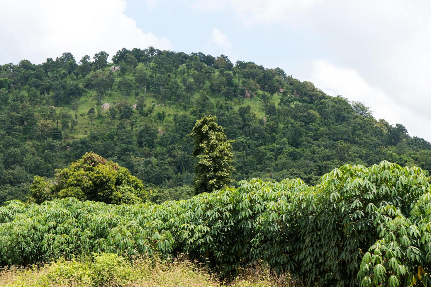 plantation de manioc près de la montagne. photo