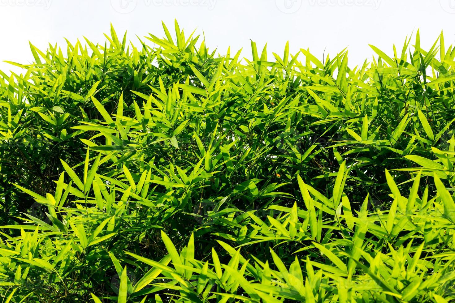 feuilles de bambou empilées de brousse. photo