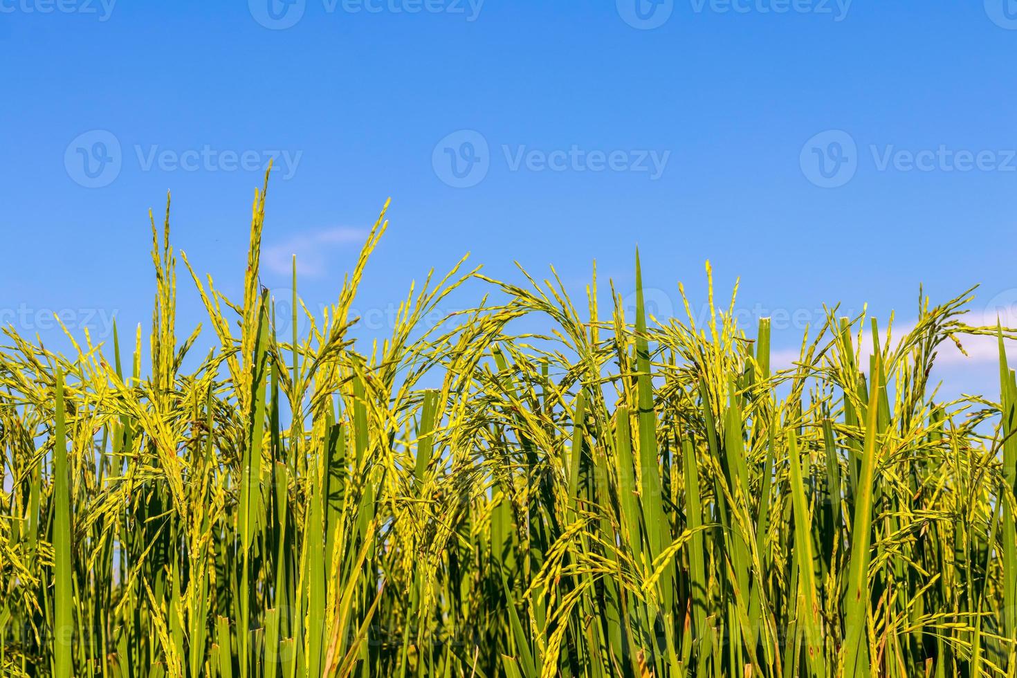 gros plan de grains de riz, riches dans le ciel. photo