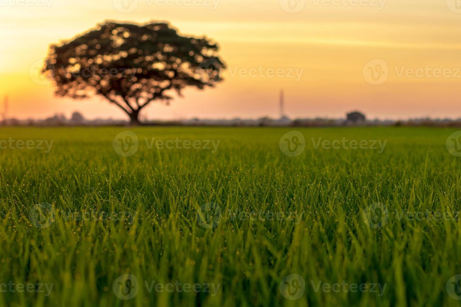 plants de riz vert avec arrière-plan flou. photo