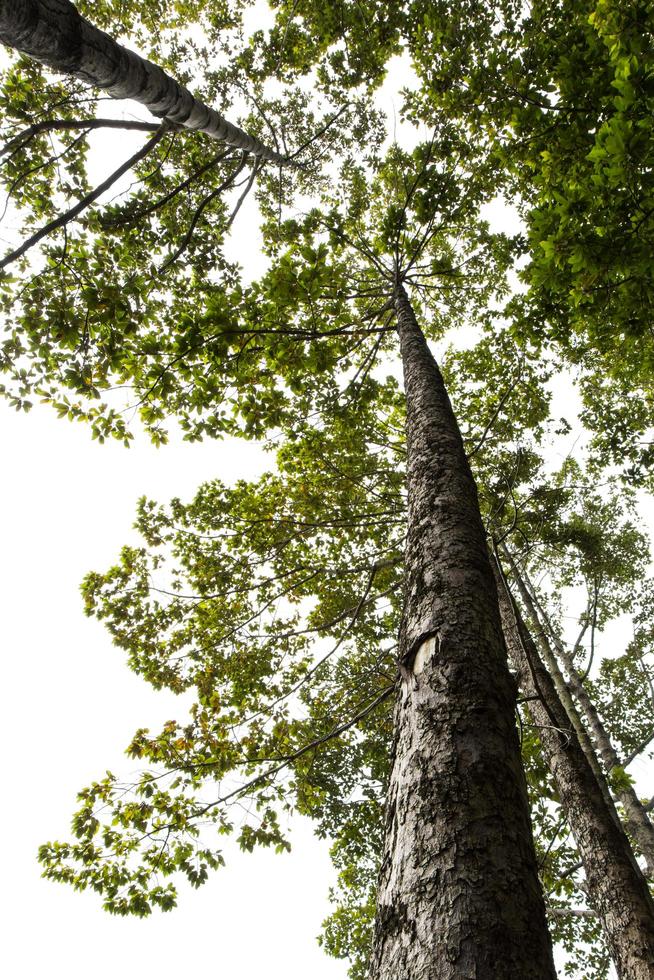 angle faible sous un caoutchouc d'arbre. photo