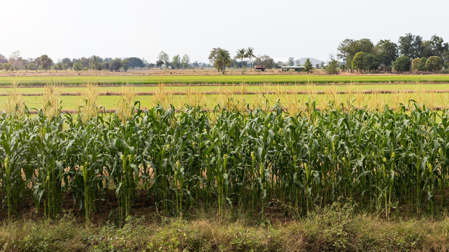 cultures de maïs et rizières. photo