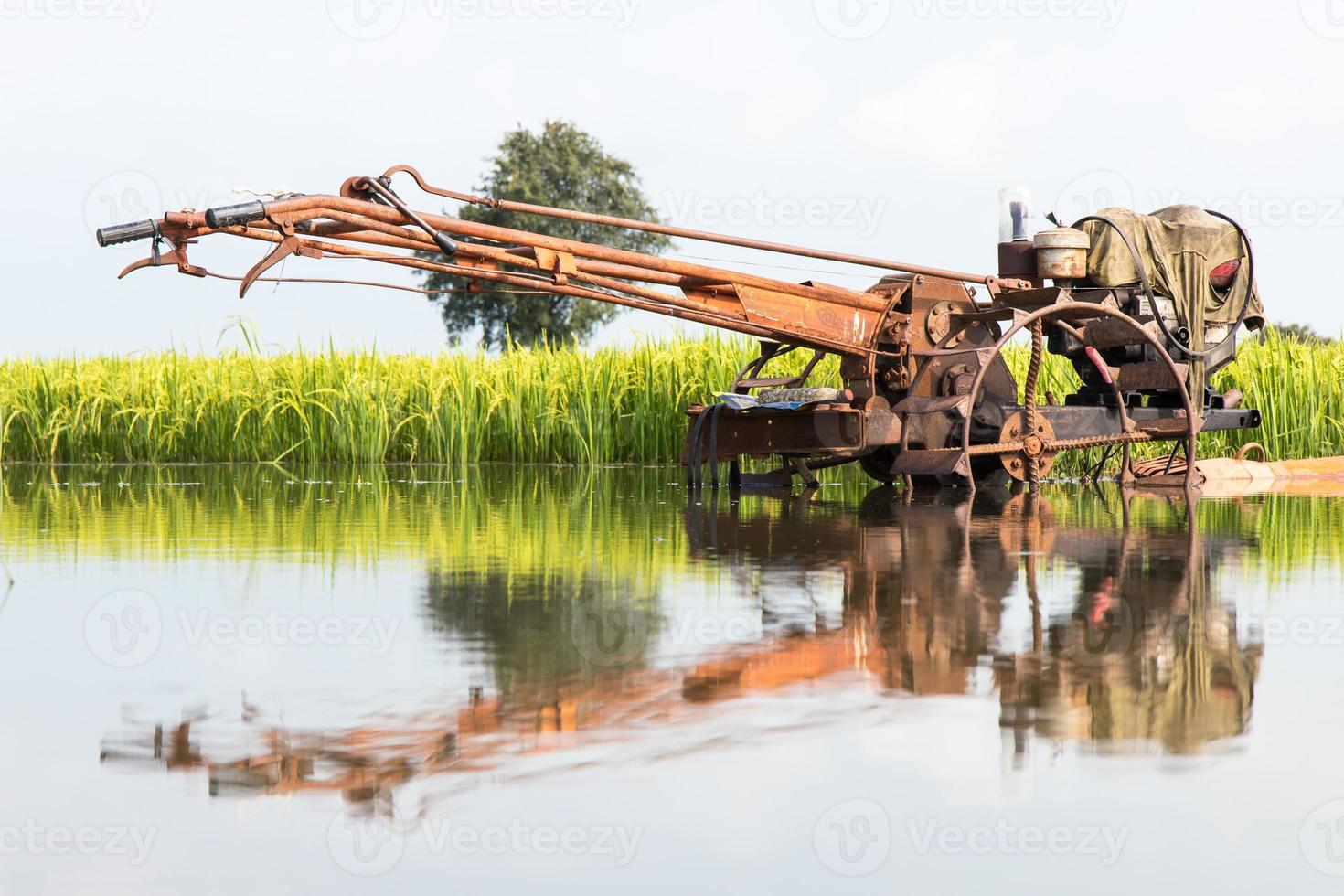 talles reflétées dans les rizières. photo