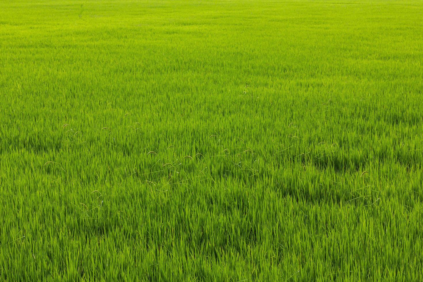 mauvaises herbes vertes dans le riz. photo