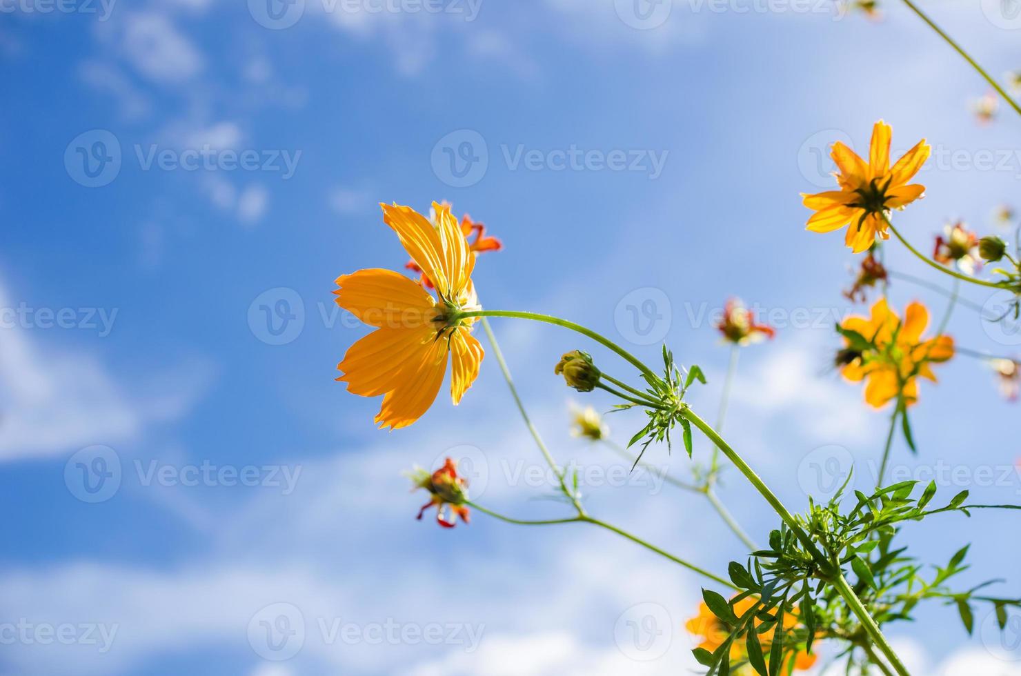 fleur de cosmos jaune 753311 Banque de photos