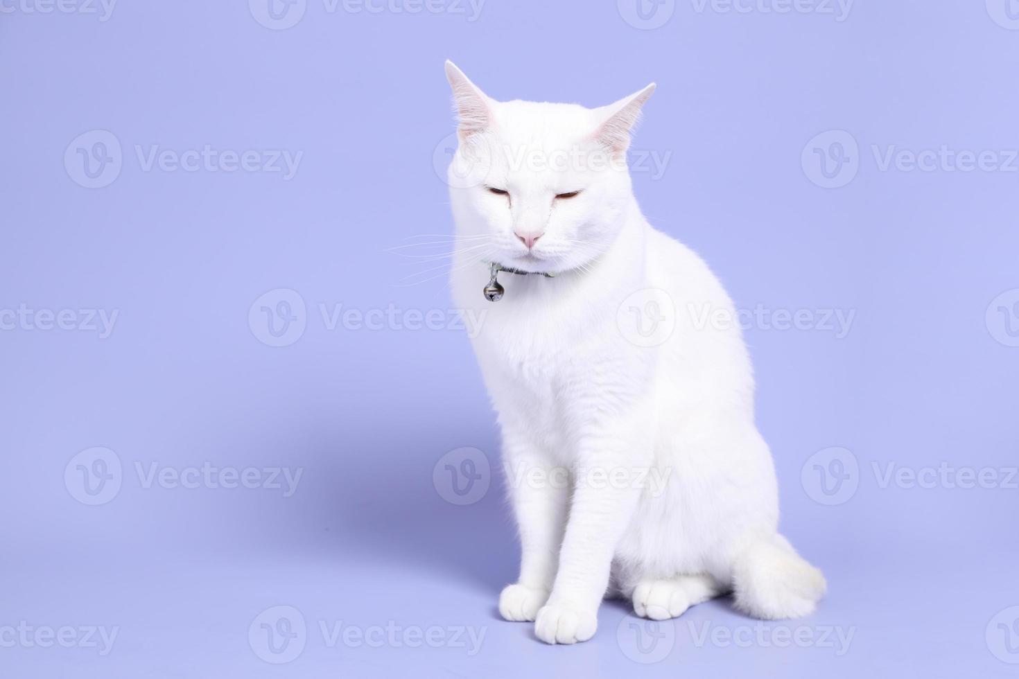 chat en violet photo