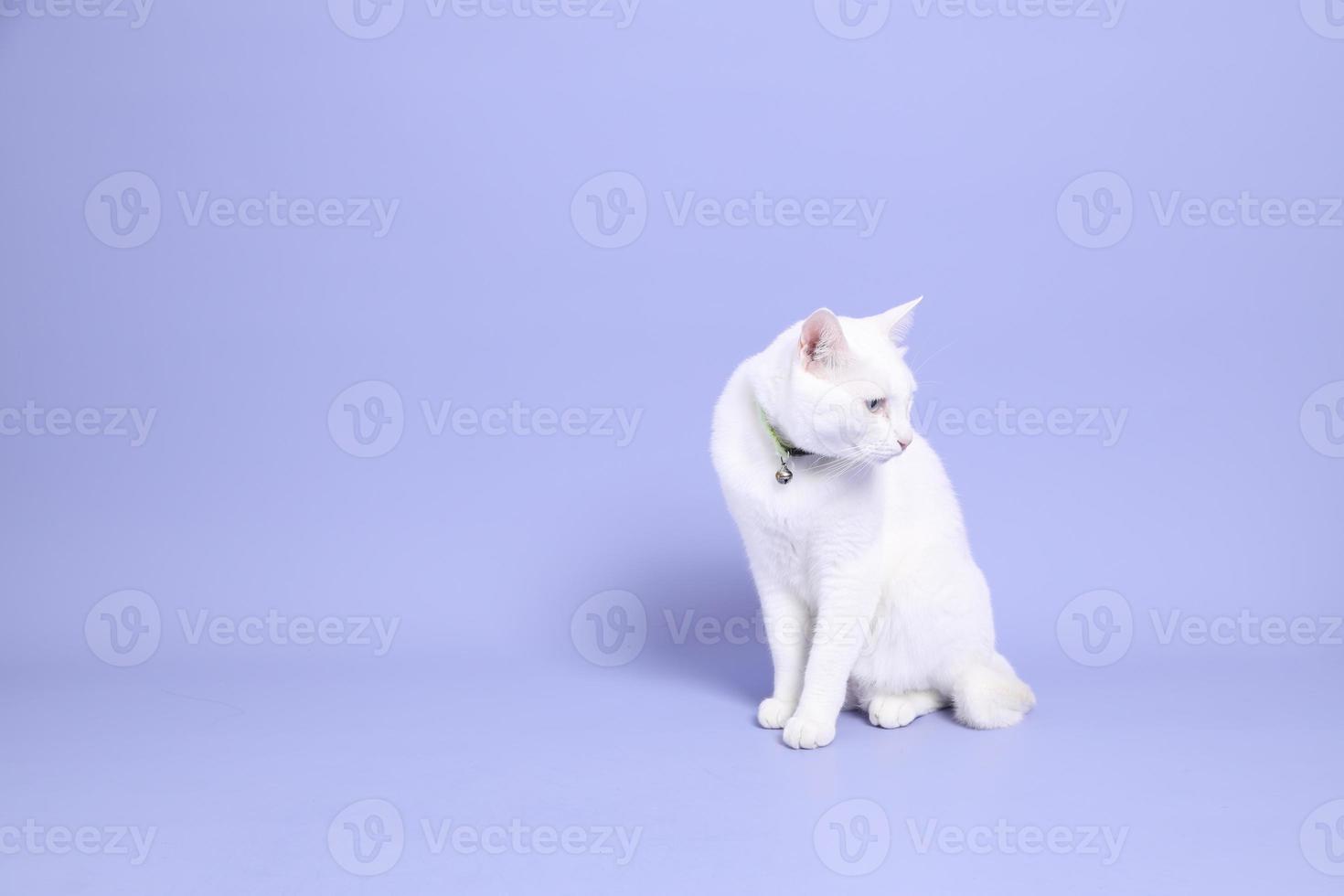 chat en violet photo