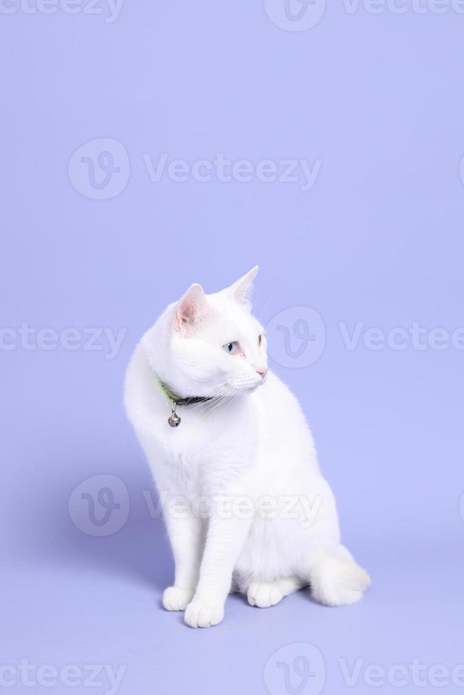 chat en violet photo