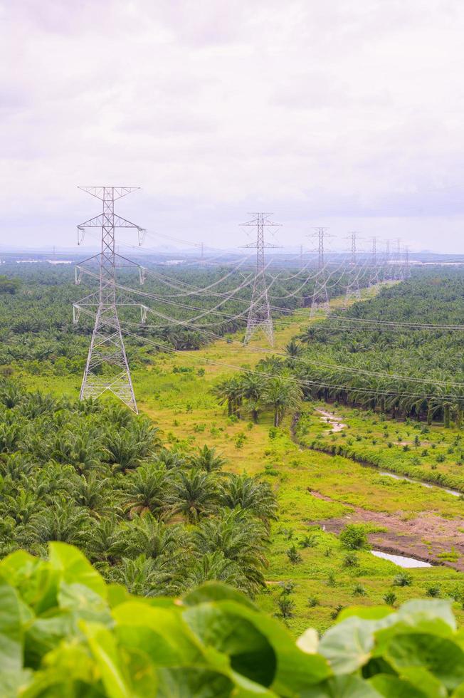 poteaux pour lignes électriques à haute tension à travers les jardins agricoles photo