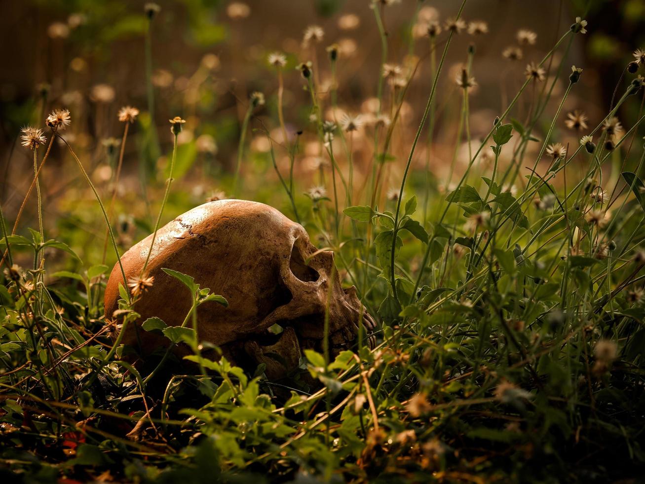 la nature morte d'un long crâne humain décédé, située au milieu d'une forêt photo