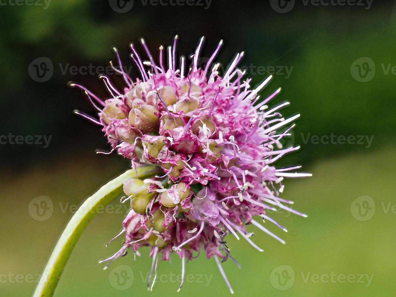 gros plan d'une fleur au soleil photo