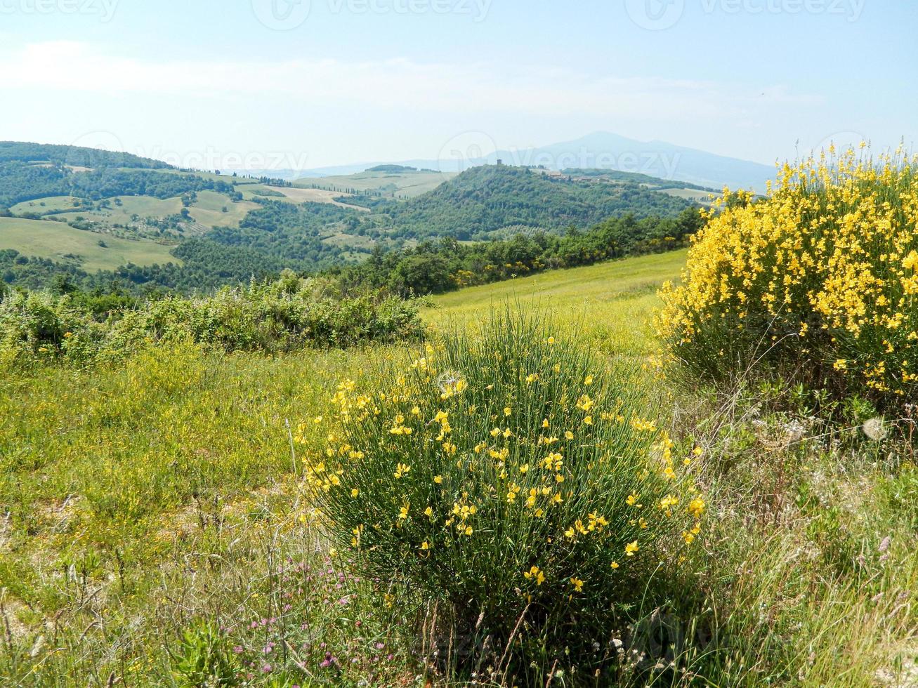 vue dans les collines avec buisson jaune photo