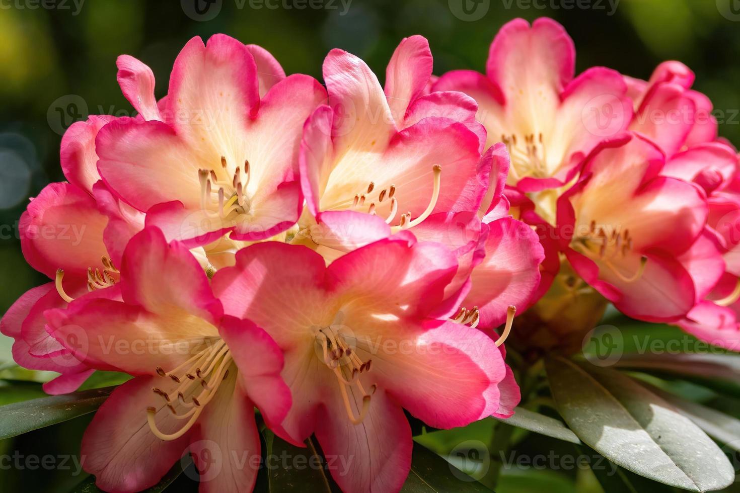 fleur d'un rhododendron en mai photo