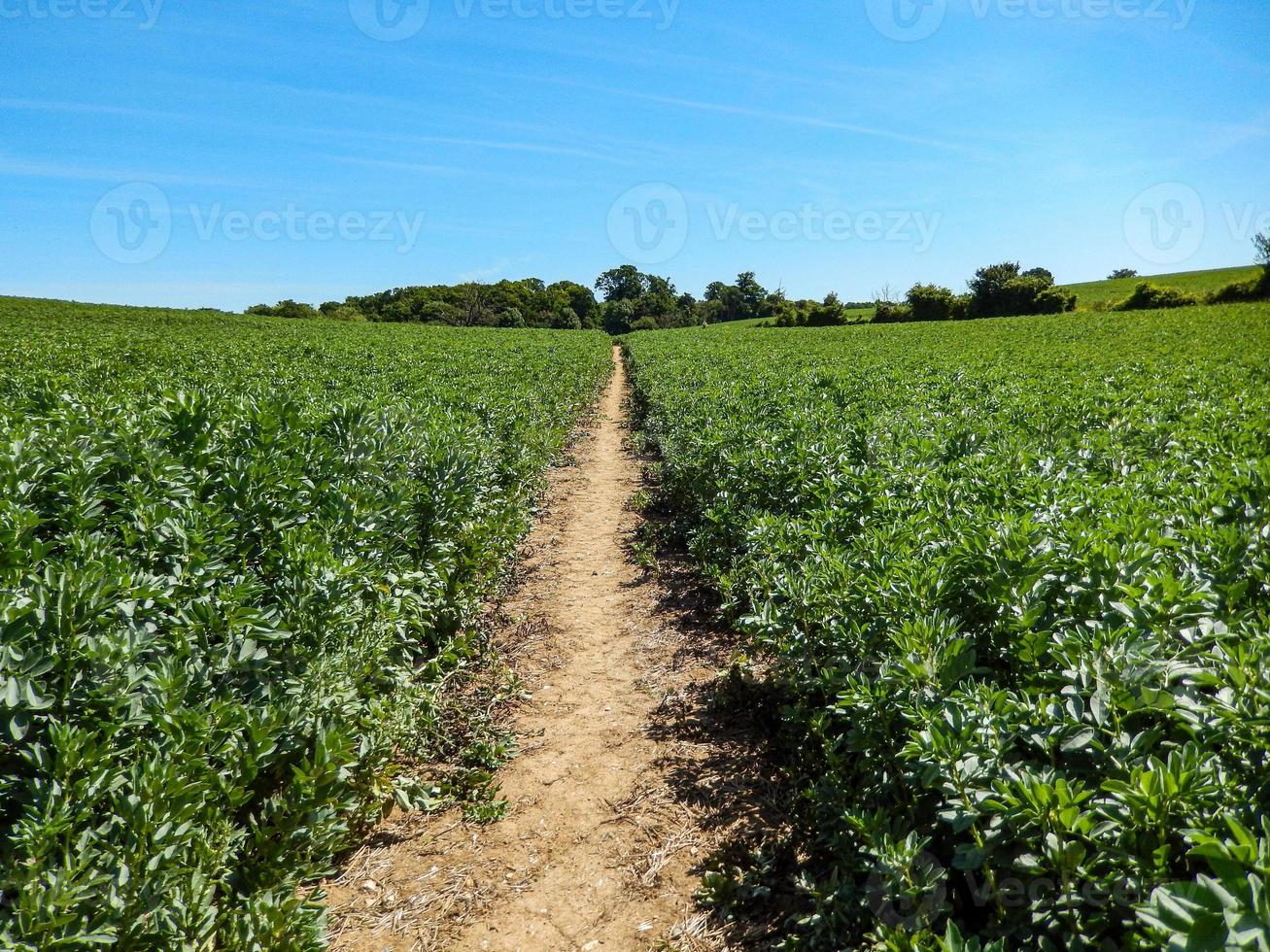 chemin dans un champ agricole photo