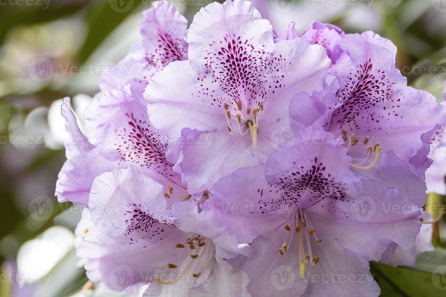 fleur d'un rhododendron en mai photo