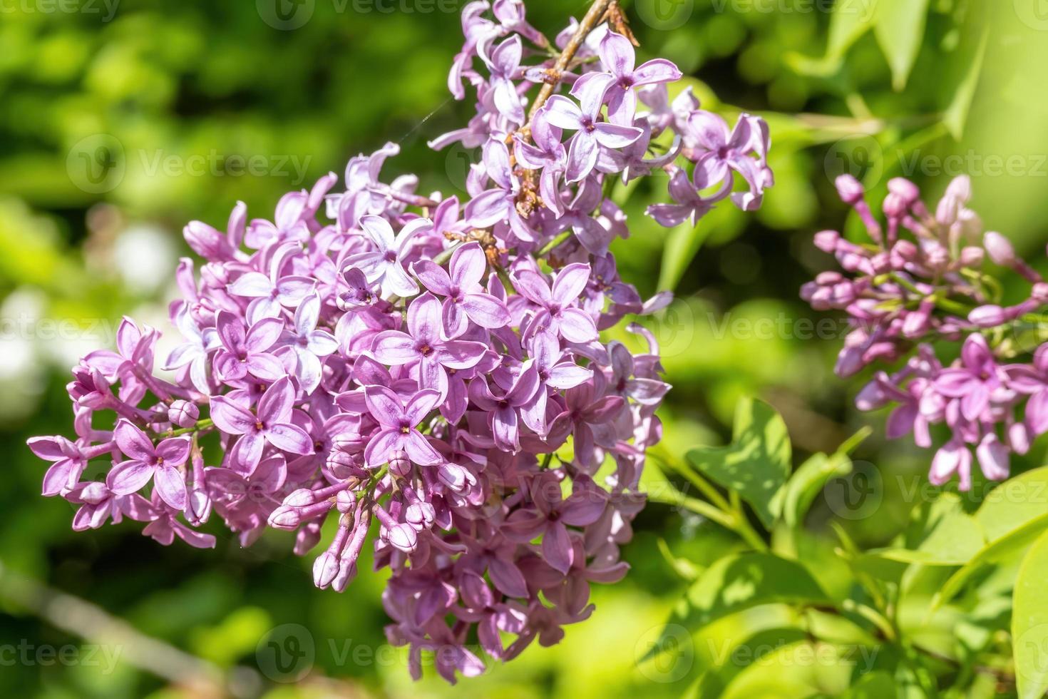 gros plan de fleurs de lilas photo