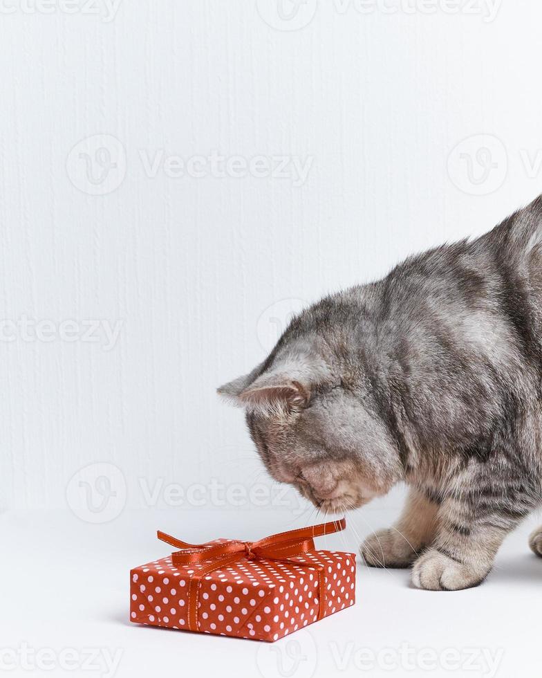 ruban de shiffing de chat droit écossais sur cadeau rouge, fond blanc, espace de copie, vertical photo