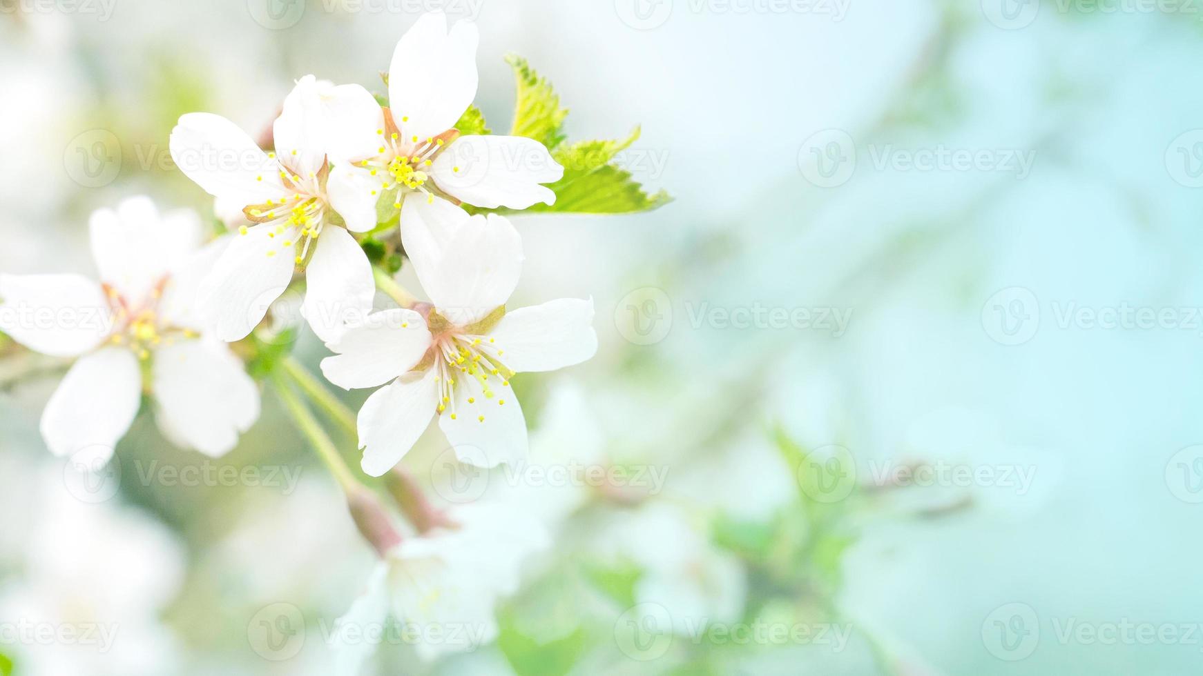 fleurs de fleurs de cerisier dans la douce lumière rose, sacura avec bokeh et filtres, fond floral. photo