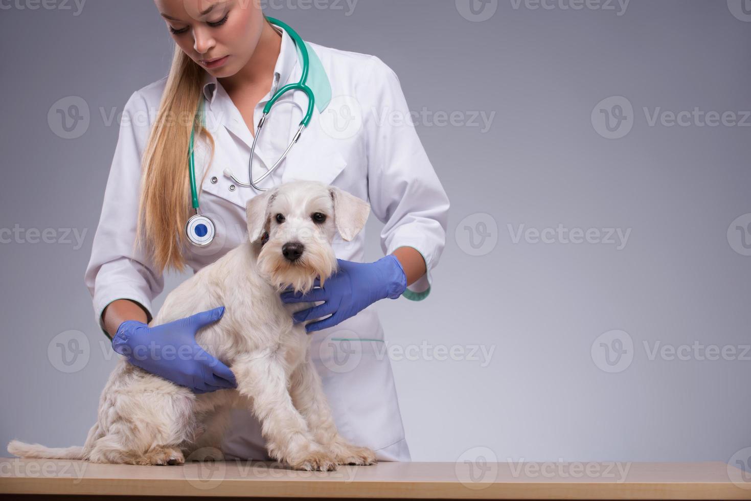 vétérinaire femelle examine petit chien avec stéthoscope photo
