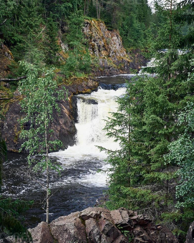 chutes de kivatch, carélie. belle cascade dans la nature sauvage du nord parmi les conifères photo