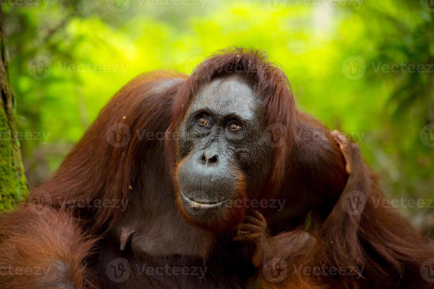 orang-outan femelle in borneo. photo