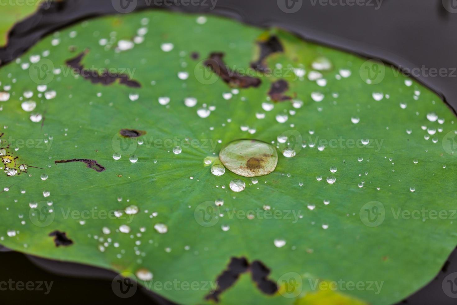 feuille de lotus verte avec goutte d'eau photo