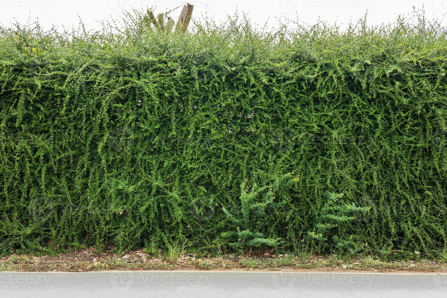 fond de mur de clôture de brousse verte à côté de la route pavée. photo