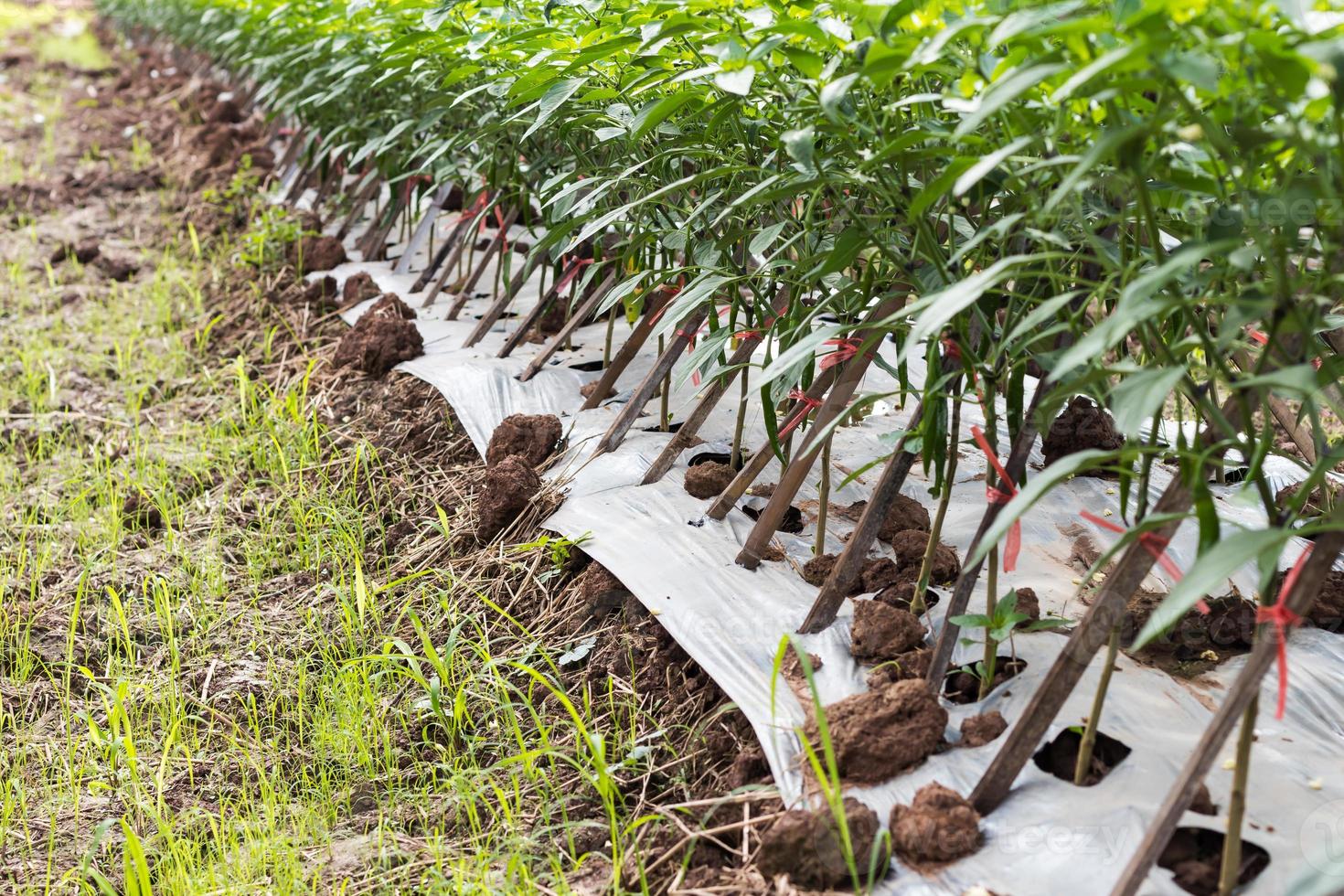 piment planté avec cadre en bambou. photo