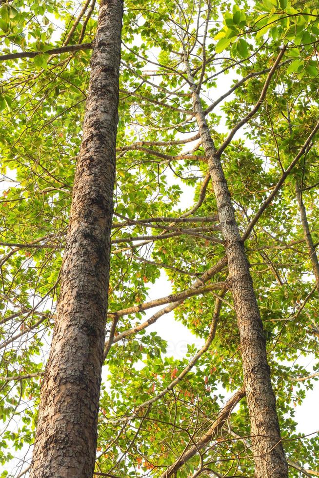 vue arborescente d'en bas.. photo